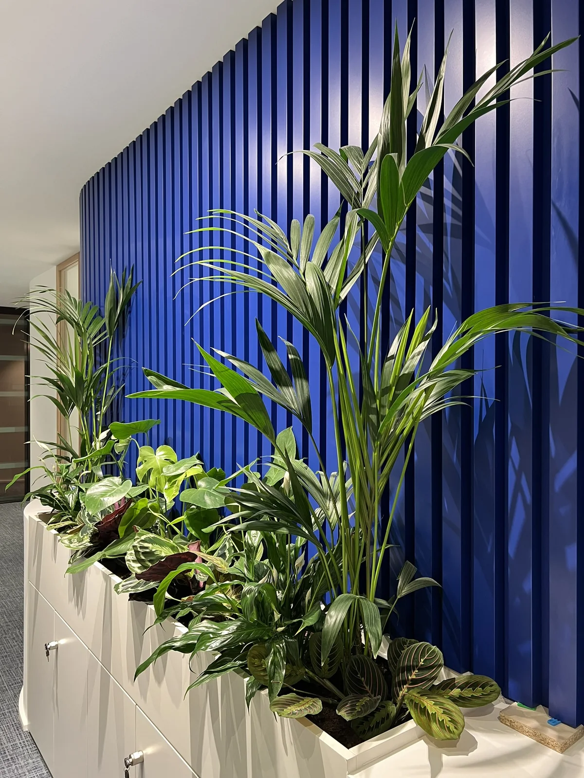 Uma parede azul-cobalto em ripado vertical, iluminada de lado para que cada nervura projecte a sua sombra, com uma kentia alta e uma floreira baixa de folhagem variada à frente.
