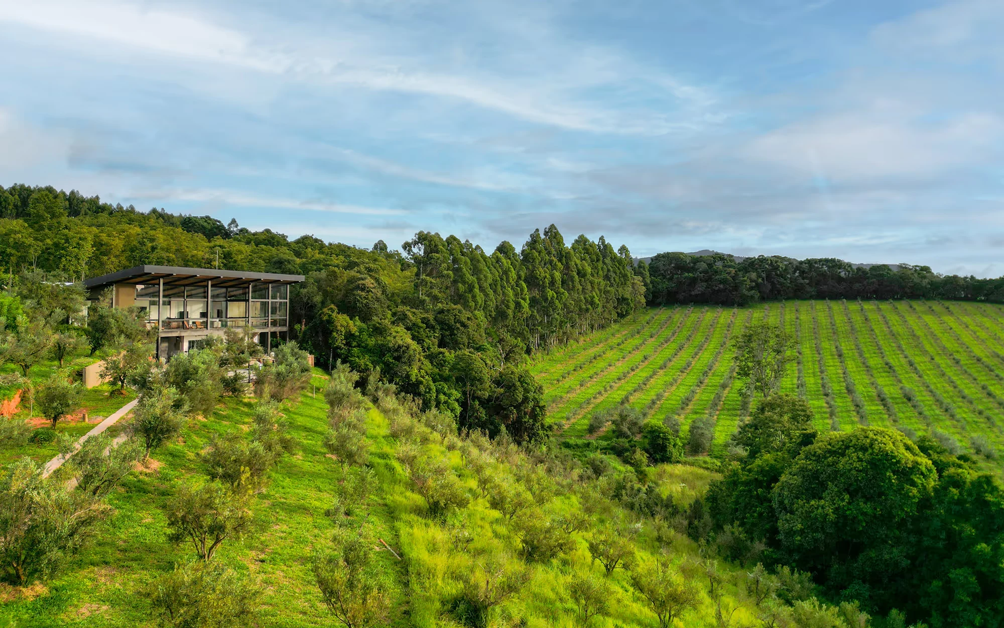 Vista aérea de uma casa envidraçada de dois pavimentos na encosta, entre árvores jovens, junto a um bosque alto e a uma plantação em fileiras., Lagar Pura Oliva Brasil, São Mateus de Minas, Minas Gerais